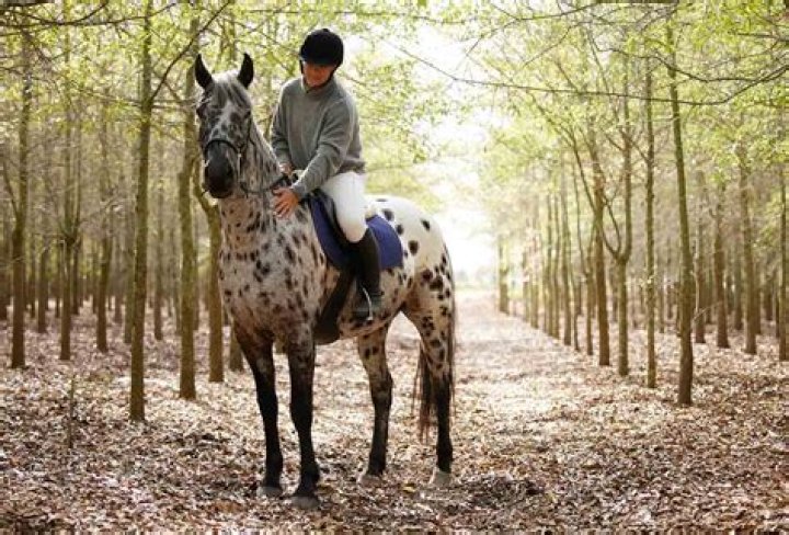 Is it safe to buy a horse from a dealer?
